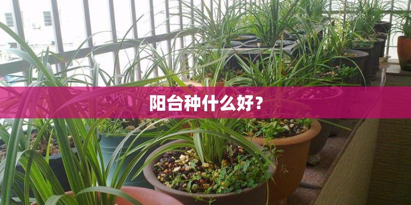 阳台种什么好？