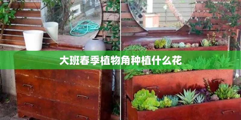 大班春季植物角种植什么花 大班春季植物角种植什么花