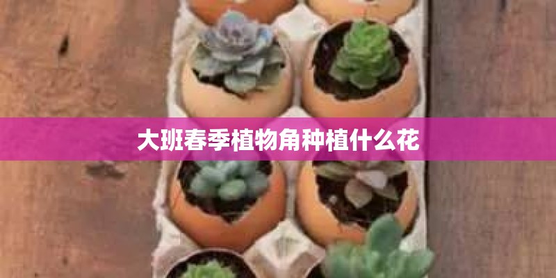 大班春季植物角种植什么花 大班春季植物角种植什么花