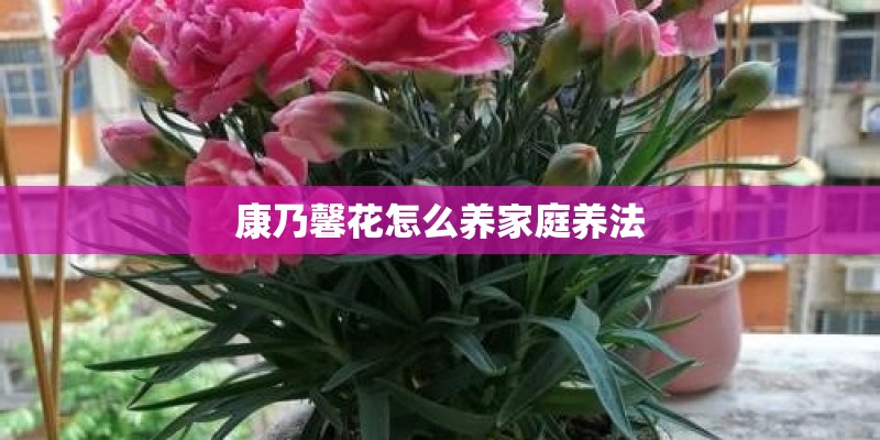 康乃馨花怎么养家庭养法