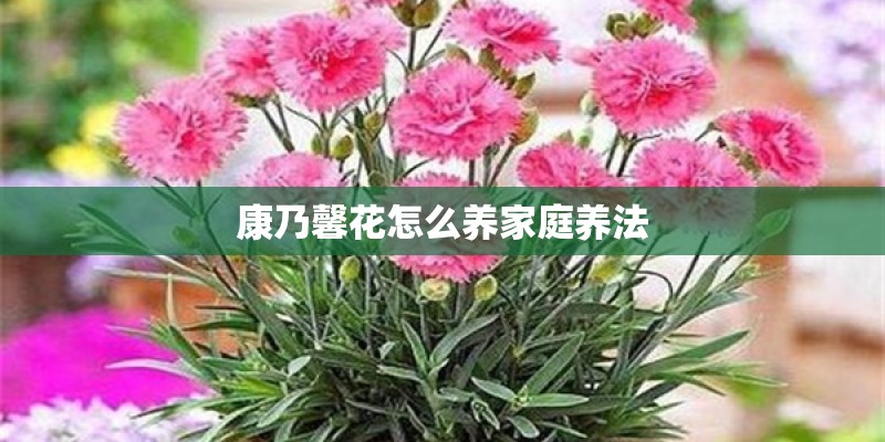 康乃馨花怎么养家庭养法
