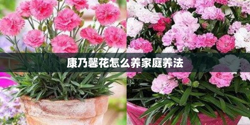 康乃馨花怎么养家庭养法