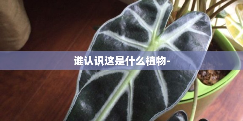 谁认识这是什么植物-