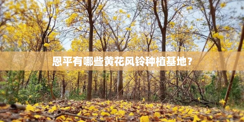 恩平有哪些黄花风铃种植基地? 恩平有哪些黄花风铃种植基地?