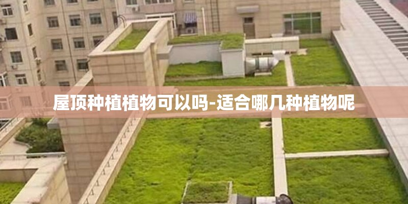屋顶种植植物可以吗-适合哪几种植物呢