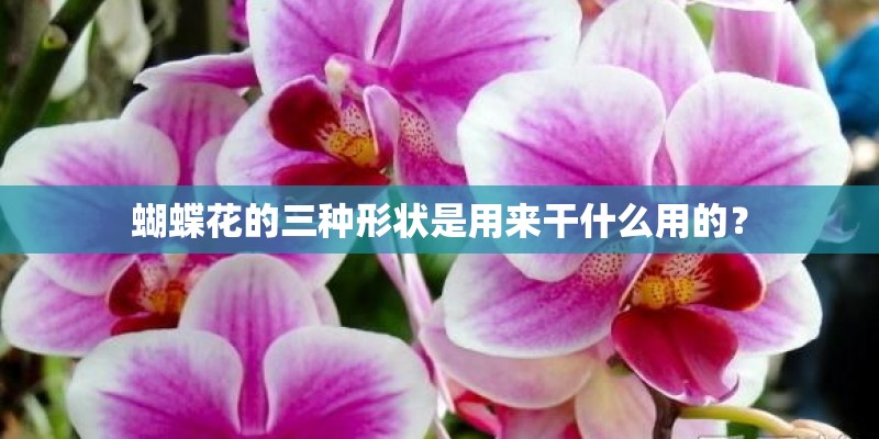 蝴蝶花的三种形状是用来干什么用的? 蝴蝶花的三种形状是用来干什么用的?