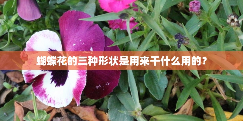 蝴蝶花的三种形状是用来干什么用的? 蝴蝶花的三种形状是用来干什么用的?