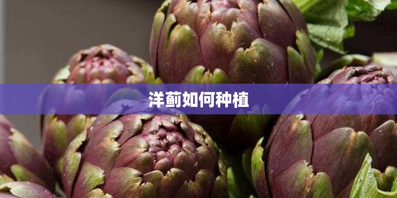 宿舍里适合种什么盆栽植物（在宿舍适合种什么植物）