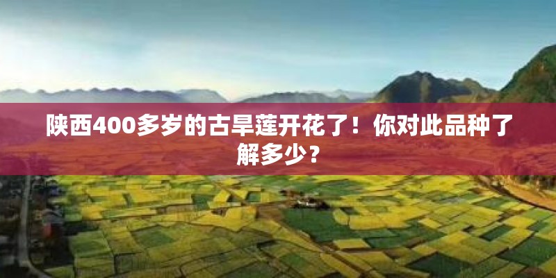 陕西400多岁的古旱莲开花了!你对此品种了解多少? 陕西400多岁的古旱莲开花了!你对此品种了解多少?
