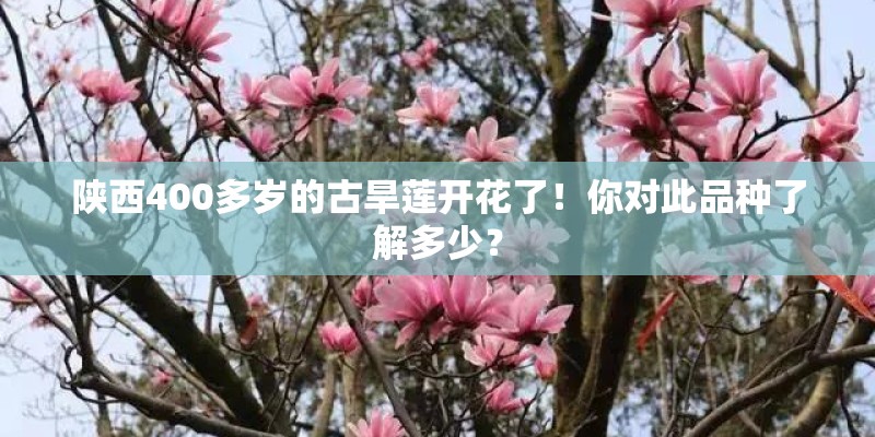 陕西400多岁的古旱莲开花了!你对此品种了解多少? 陕西400多岁的古旱莲开花了!你对此品种了解多少?
