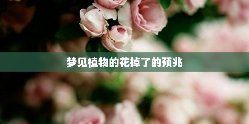 梦见植物的花掉了的预兆