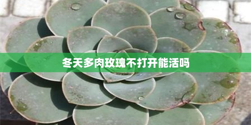 冬天多肉玫瑰不打开能活吗