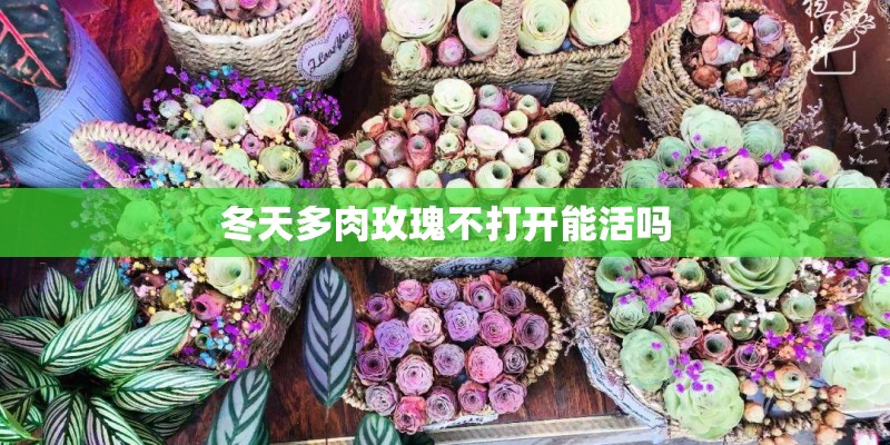 冬天多肉玫瑰不打开能活吗