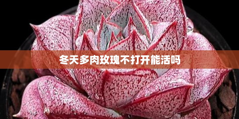 冬天多肉玫瑰不打开能活吗