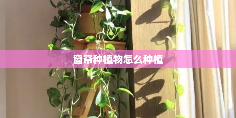 窗帘种植物怎么种植