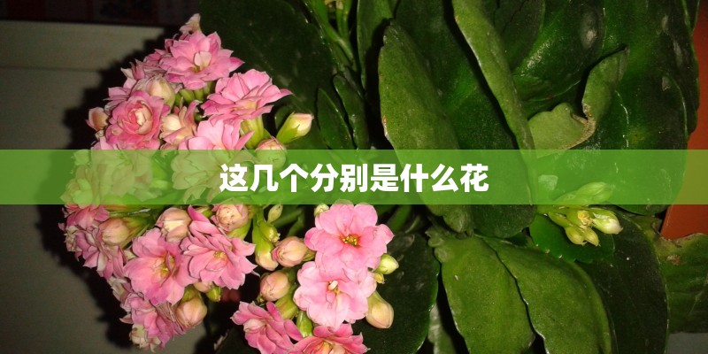 这几个分别是什么花 这几个分别是什么花