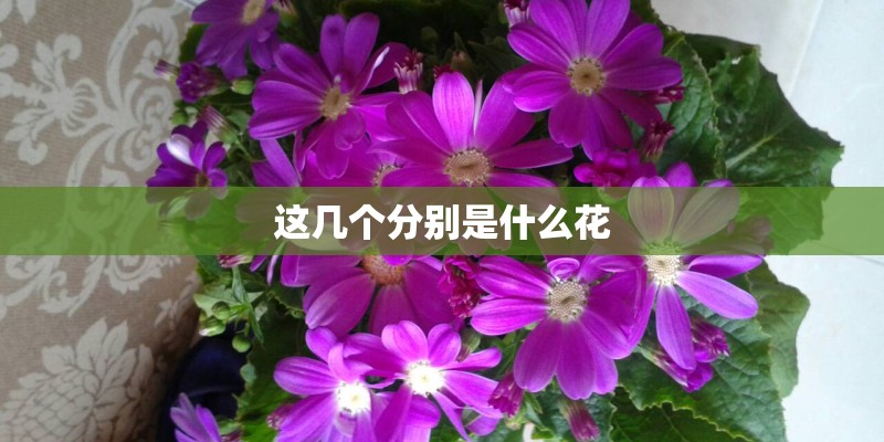 这几个分别是什么花 这几个分别是什么花