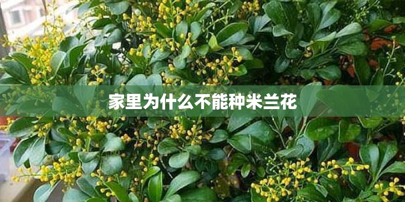 家里为什么不能种米兰花