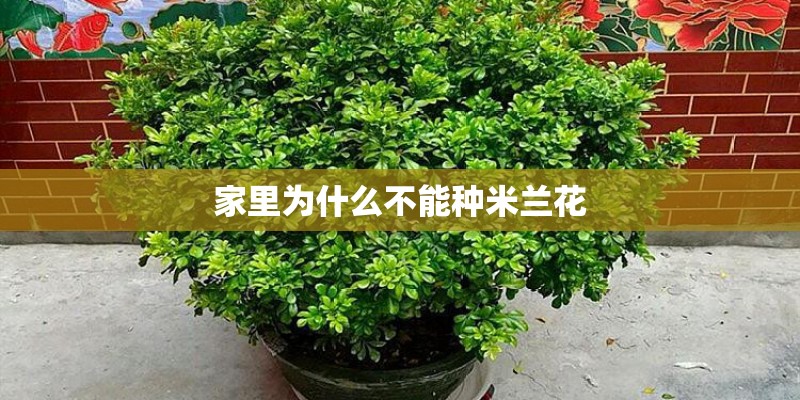 家里为什么不能种米兰花 家里为什么不能种米兰花