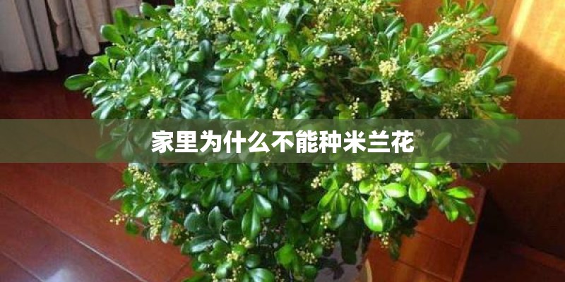 家里为什么不能种米兰花 家里为什么不能种米兰花