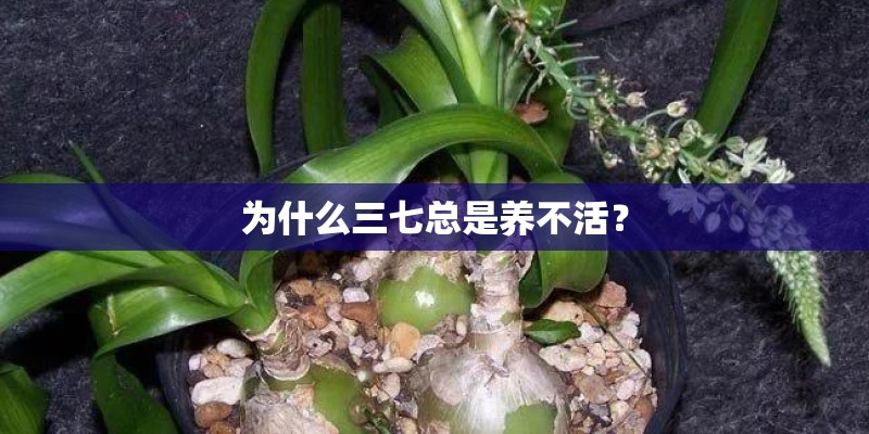 为什么三七总是养不活? 为什么三七总是养不活?