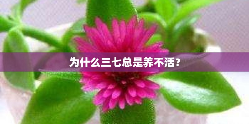 为什么三七总是养不活? 为什么三七总是养不活?