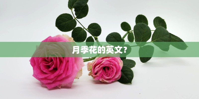 月季花的英文？
