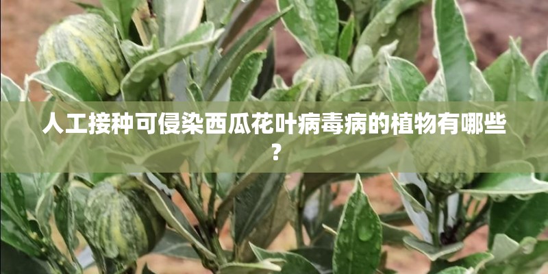 人工接种可侵染西瓜花叶病毒病的植物有哪些？