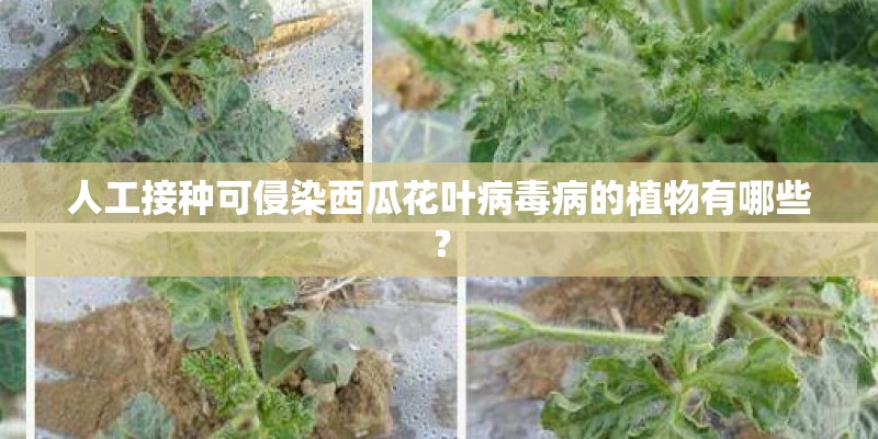 人工接种可侵染西瓜花叶病毒病的植物有哪些？