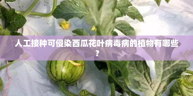 人工接种可侵染西瓜花叶病毒病的植物有哪些？