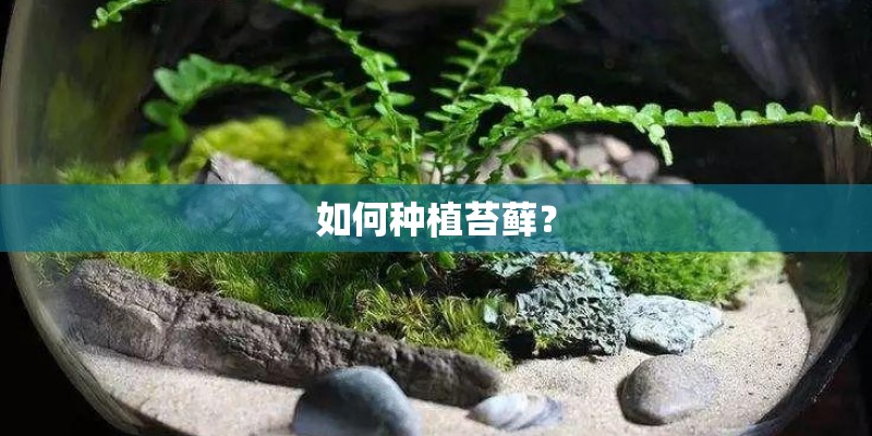 如何种植苔藓？
