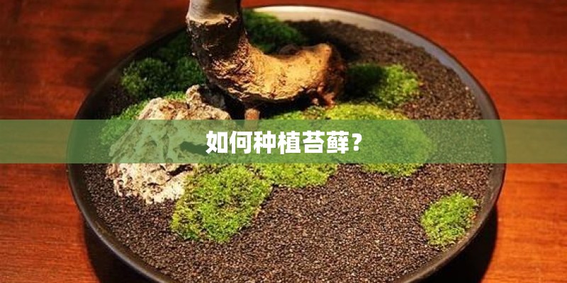 如何种植苔藓？