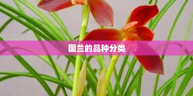 国兰的品种分类 国兰的品种分类