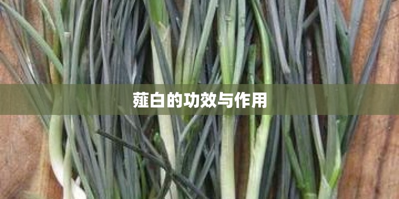 薤白的功效与作用