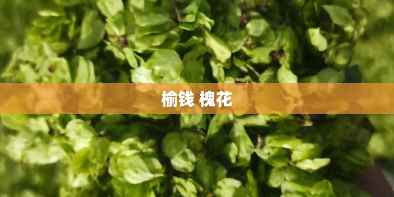 榆钱 槐花