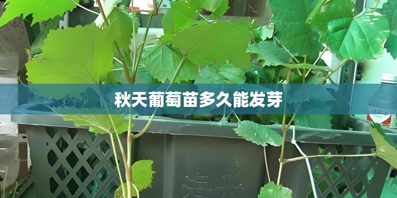 秋天葡萄苗多久能发芽