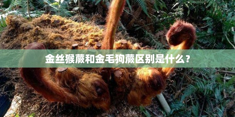 金丝猴蕨和金毛狗蕨区别是什么? 金丝猴蕨和金毛狗蕨区别是什么?