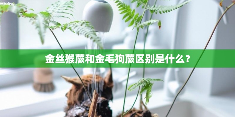 金丝猴蕨和金毛狗蕨区别是什么? 金丝猴蕨和金毛狗蕨区别是什么?