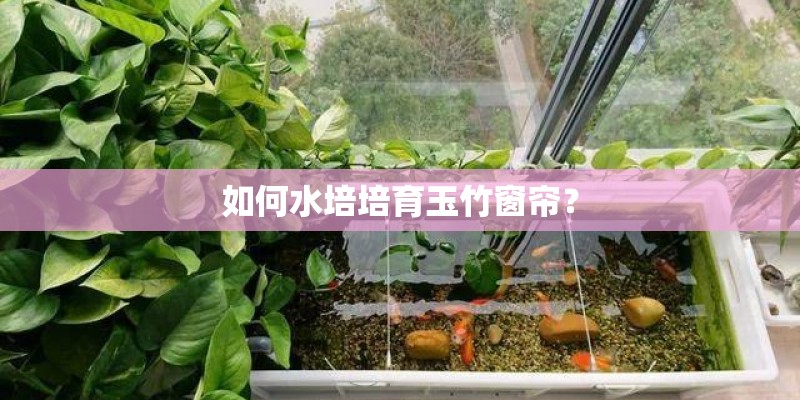 如何水培培育玉竹窗帘？