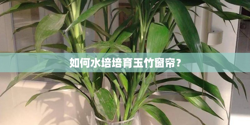 如何水培培育玉竹窗帘？