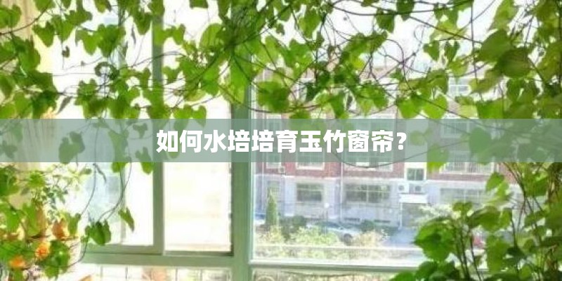 如何水培培育玉竹窗帘？