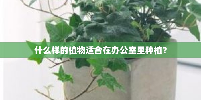 什么样的植物适合在办公室里种植？