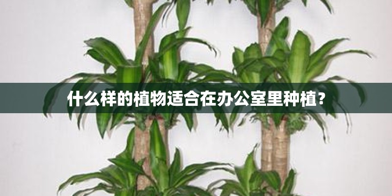 什么样的植物适合在办公室里种植？
