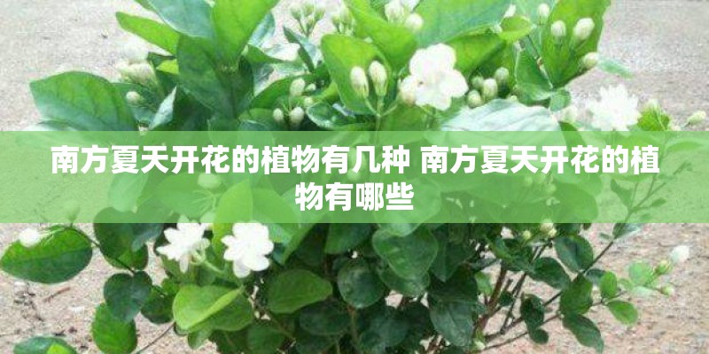 南方夏天开花的植物有几种 南方夏天开花的植物有哪些