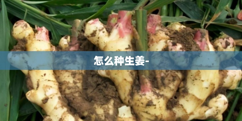 怎么种生姜-