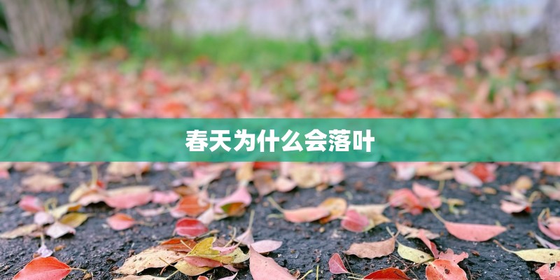 春天为什么会落叶
