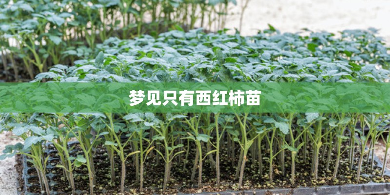 梦见只有西红柿苗 梦见只有西红柿苗