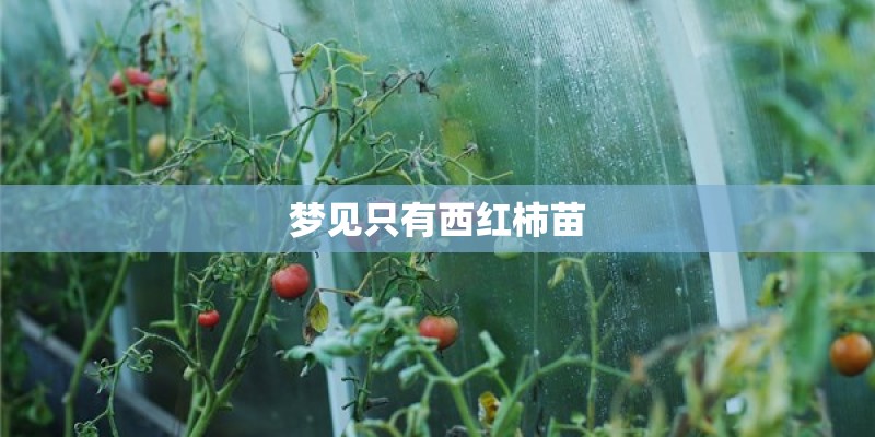 梦见只有西红柿苗 梦见只有西红柿苗