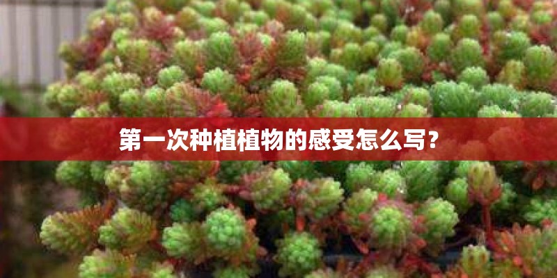 第一次种植植物的感受怎么写？