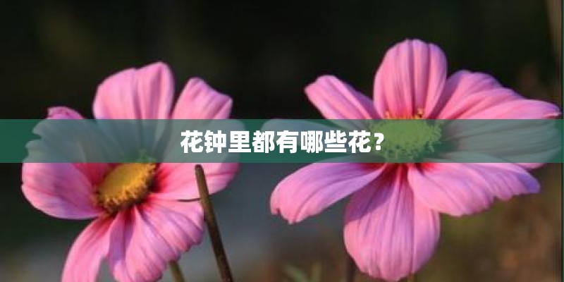 花钟里都有哪些花？
